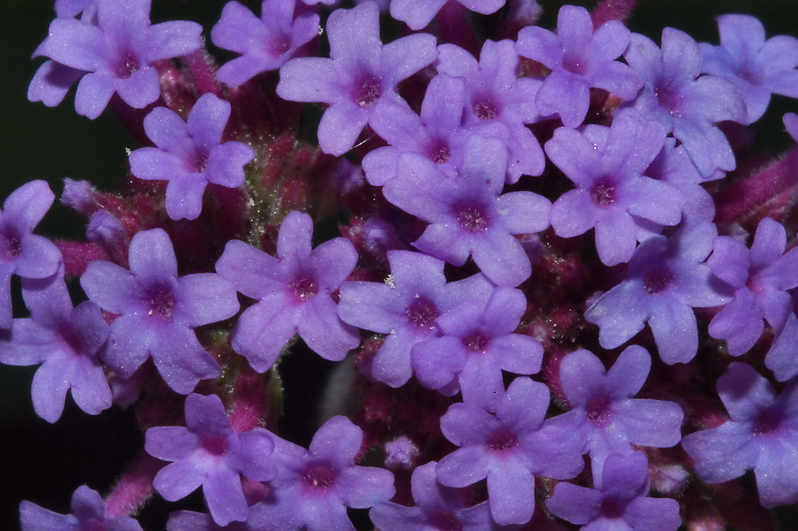 Verbena Bipinnatifida